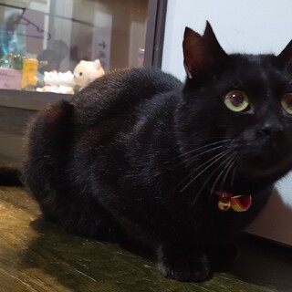 【保護猫】くう推定1歳♂黒猫