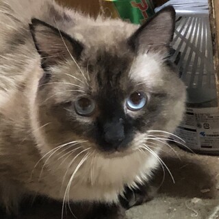 美しい紫苑さまトライアルです