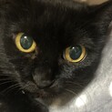 人慣れ修行中　美人黒猫　萌月（める）ちゃん