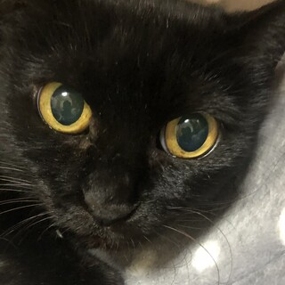 人慣れ修行中　美人黒猫　萌月（める）ちゃん