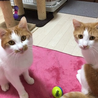 とっても可愛くて甘えん坊な兄弟です