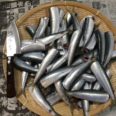 チャムの退院い祝いは真鰯パー、鯖鯵サッパも調子に乗ってたら８３尾！さーみんなでお魚パーたよ〜