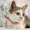 素敵な家族が見つかりました♡