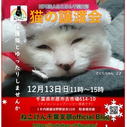 ねこけん千葉支部　譲渡会 サムネイル1