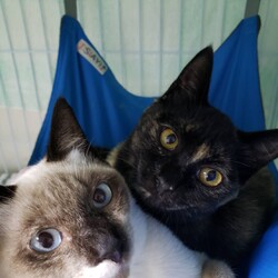 ねこけん千葉支部　譲渡会 サムネイル2