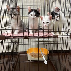 ねこけん千葉支部　譲渡会 サムネイル3