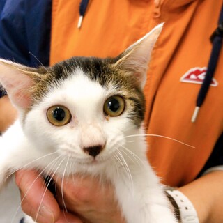 12/20西千葉☆人馴れ抜群♡「つばさちゃん」