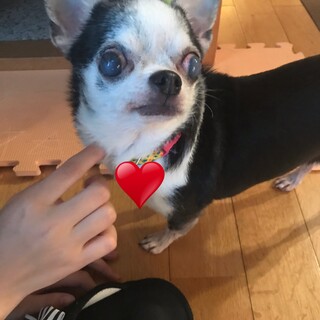 温厚スムースチワワ　つぶちゃん