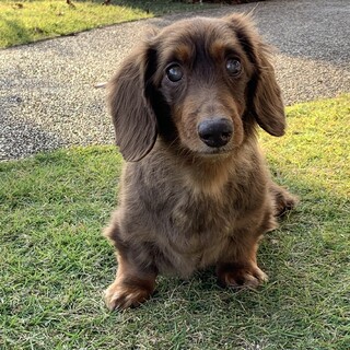 目が見えませんが、上手にお散歩出来ます！