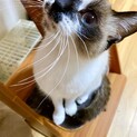 おてんばシャム、ナラちゃん