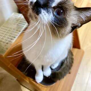 おてんばシャム、ナラちゃん