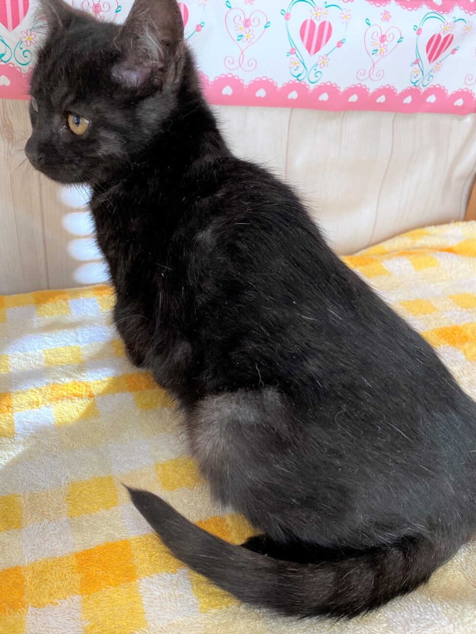 人懐こい4兄妹 次男 福くん！」千葉県 - 猫の里親募集(343732 