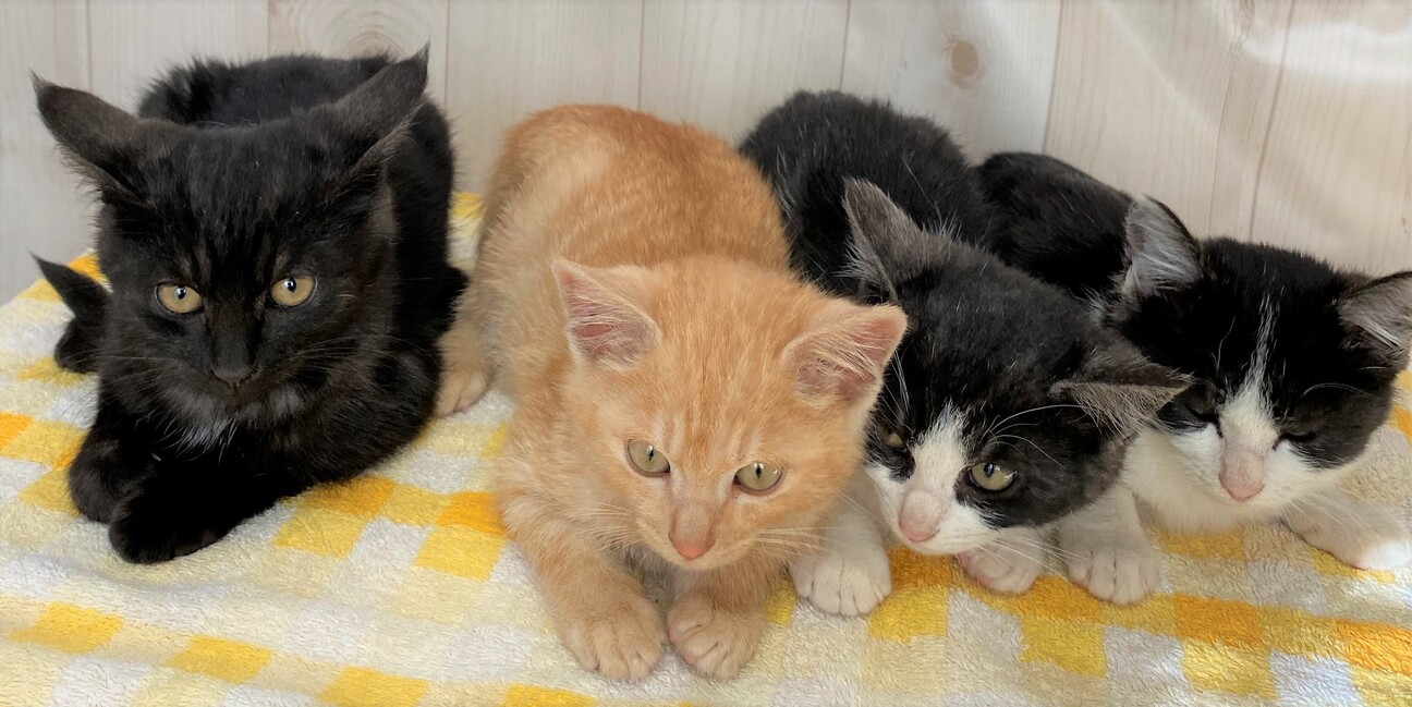 人懐こい4兄妹 次男 福くん！」千葉県 - 猫の里親募集(343732 