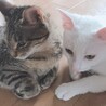 きぃちゃん＆ちぃちゃん