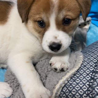 5兄弟★パープルちゃん