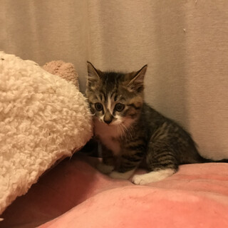 可愛いキジトラソックス1ヶ月