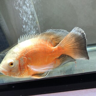 引越しのため、やむを得ず募集します...