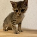 生後1ヶ月のキジトラの男の子