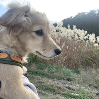 スー