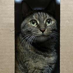 体重測定　こげ茶さんのせい？