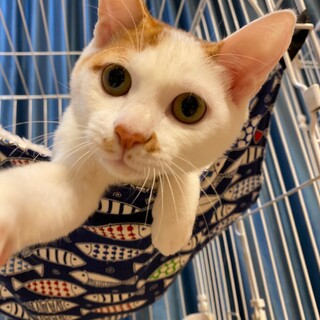生後６ヶ月、とっても穏やかな性格の子猫、ハク♡