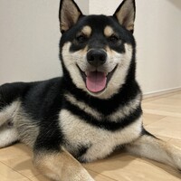 豆助