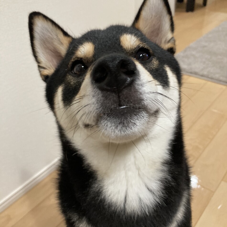 豆助のカバー写真