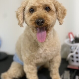 捨て犬里親募集中