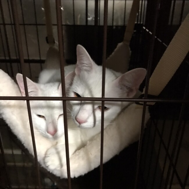 里親探してますのカバー写真