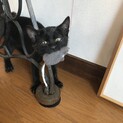 寛大な里親様ありがとうございました。ママと息子