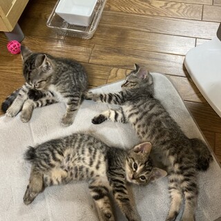 キジトラ3兄妹