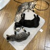 キジトラ3兄妹 サムネイル2