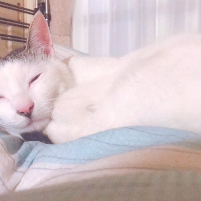 豆腐角子のカバー写真