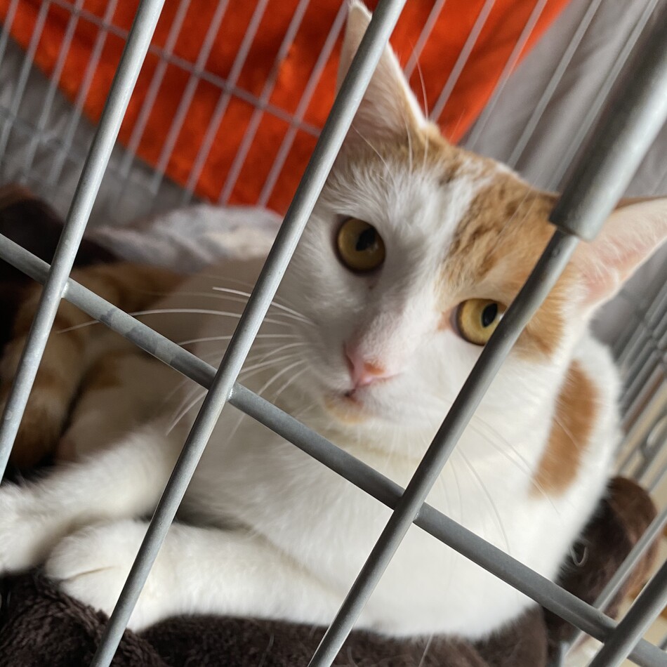 ラテちゃんのカバー写真
