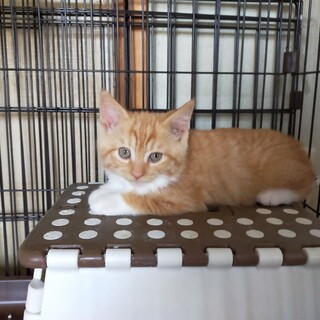  4兄弟 2ヶ月　茶白　男の子 里親さん募集 立川