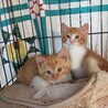  4兄弟 2ヶ月　茶白　男の子 里親さん募集 立川 サムネイル2