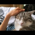 甘えん坊猫　シュウマイ