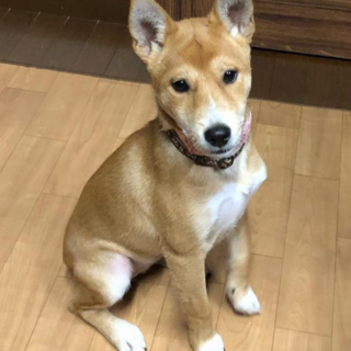 とても賢く可愛い女の子【こつぶちゃん】３ヶ月位