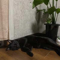 踊