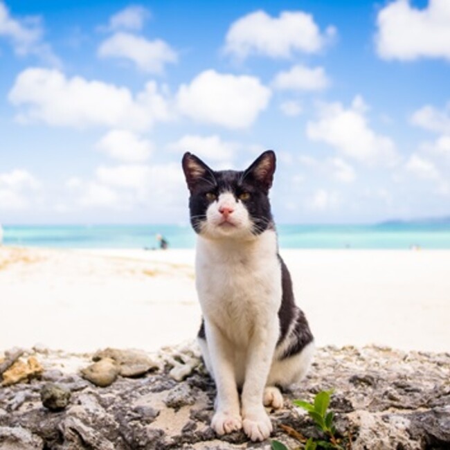 三毛猫マロンのカバー写真