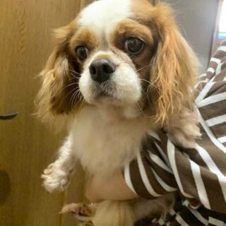 キャバリアのみさとちゃん