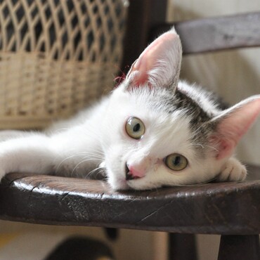 うちの子サラン