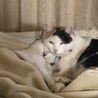 ジャンヌとサラン