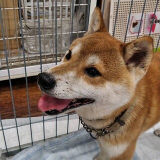 マイペースですが甘えん坊の柴犬　ケンちゃん