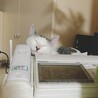 電話番。