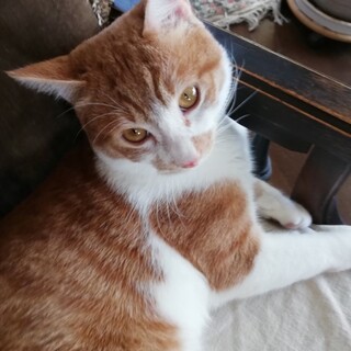 添い寝希望チャーくん