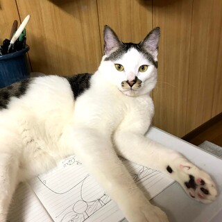 【クールで元気なハチ】 3歳5ヶ月 雑種 