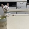 「何か美味いもんない？」
