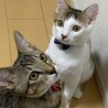 ぽこてんちゃんさん