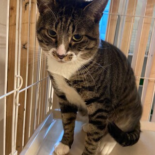 【保護猫】でかゴン推定3歳♂キジシロ